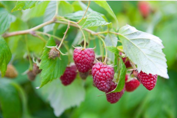 Life Sprouting Searing Raspberry Life Cycle of Raspberries: From Planting to Finished Product – Chad's ...