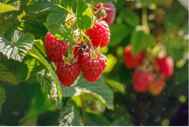 Life Cycle of Raspberries: From Planting to Finished Product – Chad's ...